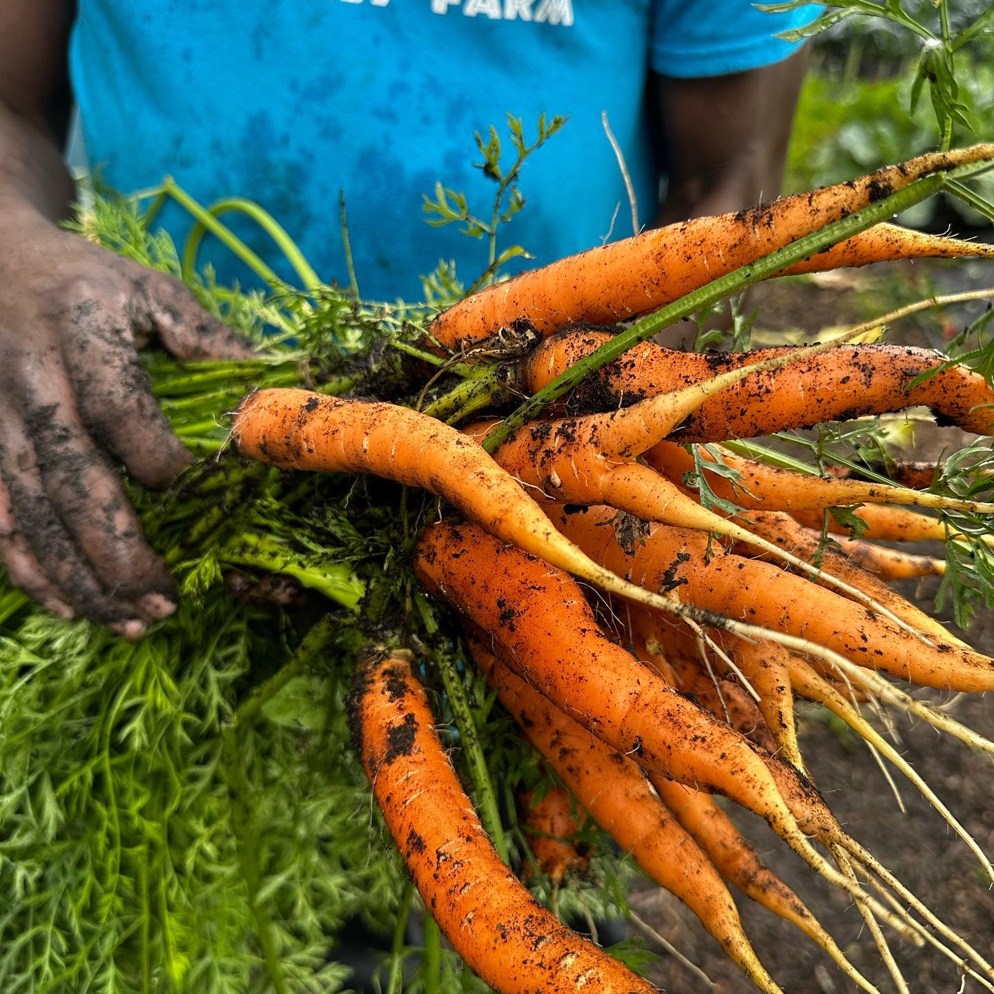 Young Family Farm portrait or main logo