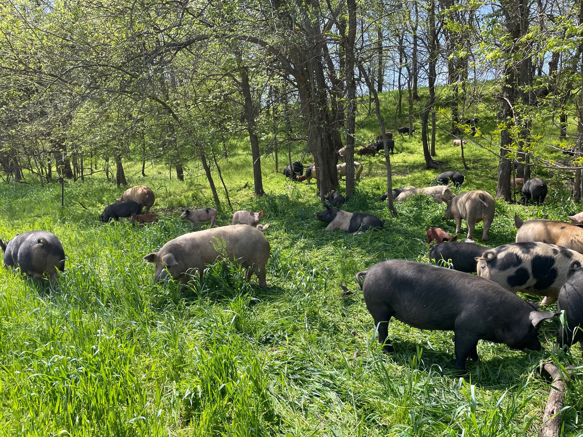 Farrar Family Farm LLC portrait or main logo