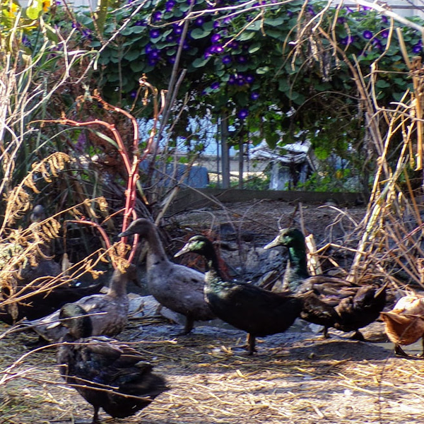 A group of ducks milling under branches and vegetation A group of ducks milling under branches and vegetation