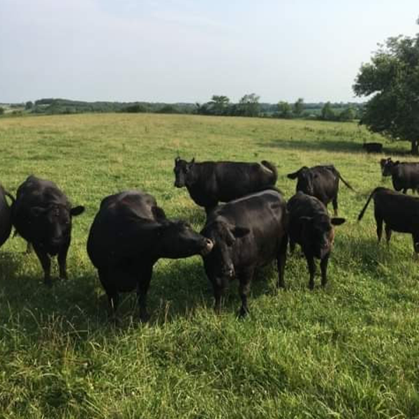 A herd of black cows stands in a field A herd of black cows stands in a field
