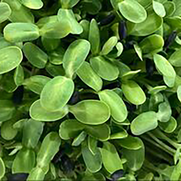 Leafy greens by Be Love Too farm Leafy greens by Be Love Too farm
