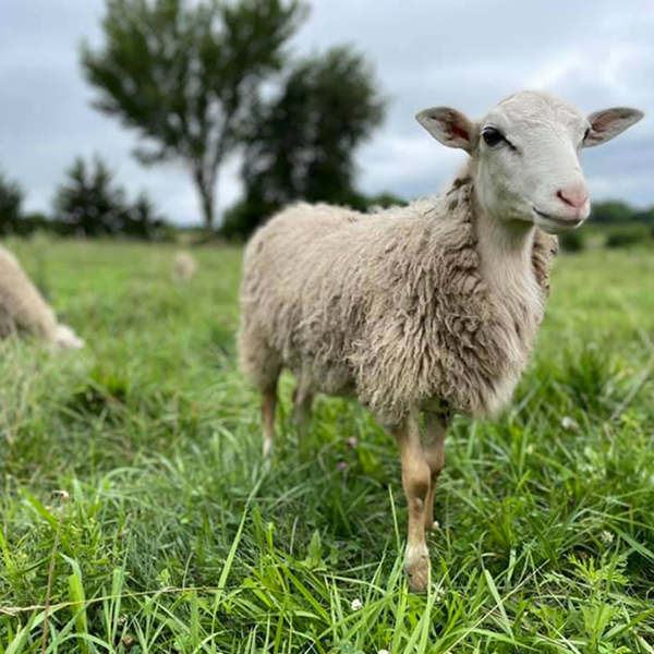 A lamb stands in a green field with other sheep A lamb stands in a green field with other sheep