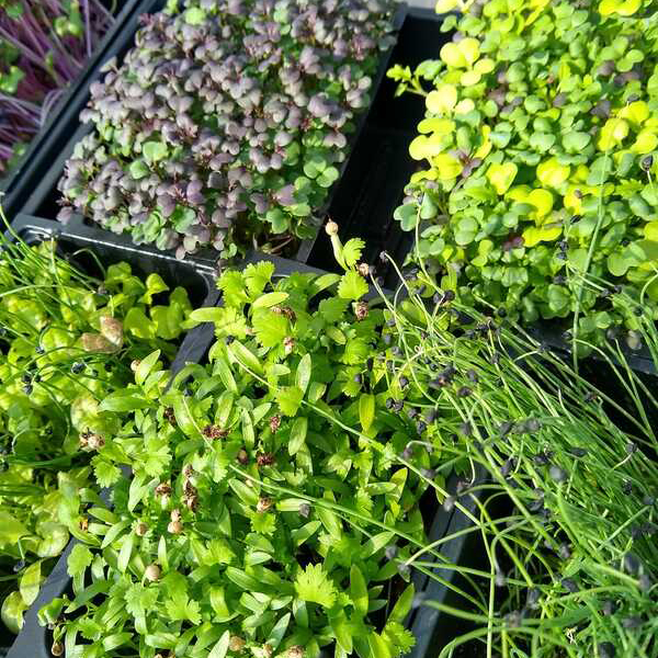 Microgreens displayed on a table Microgreens displayed on a table