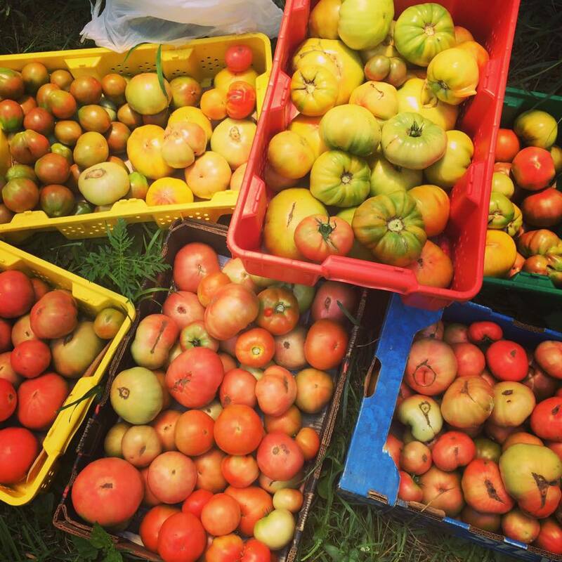 Heirloom tomato varieties in baskets Heirloom tomato varieties in baskets