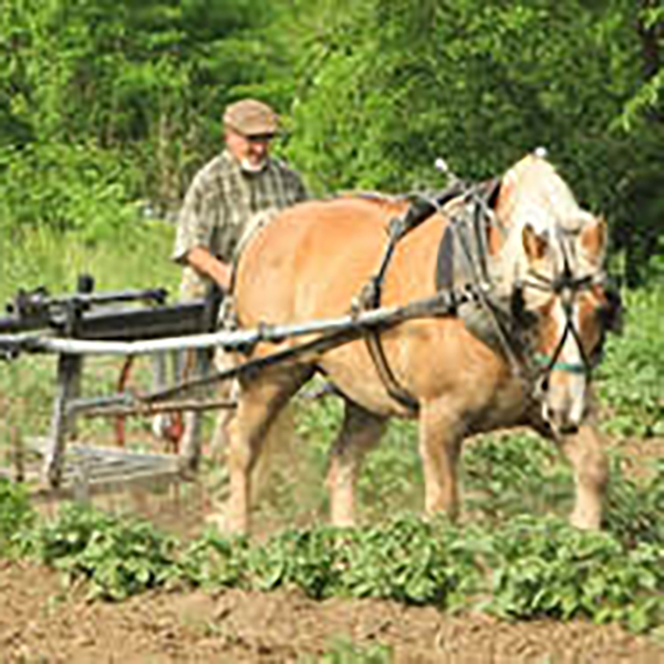 Karbaumer Farm draft horse and farmer plowing a field Karbaumer Farm draft horse and farmer plowing a field