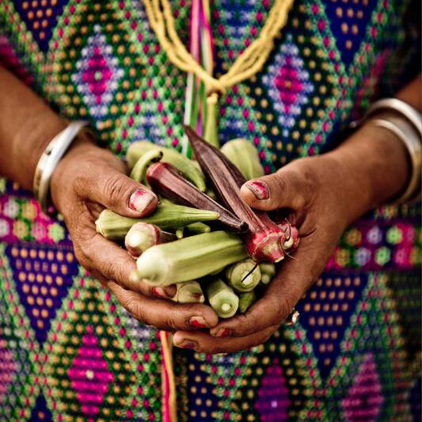 Two hands holding a colorful selection of okra Two hands holding a colorful selection of okra