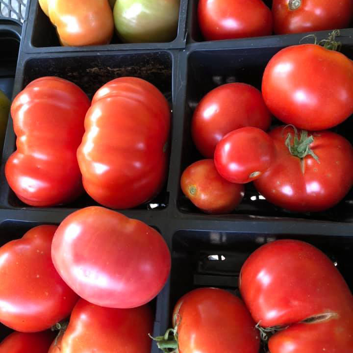 Heirloom tomatoes on a table Heirloom tomatoes on a table