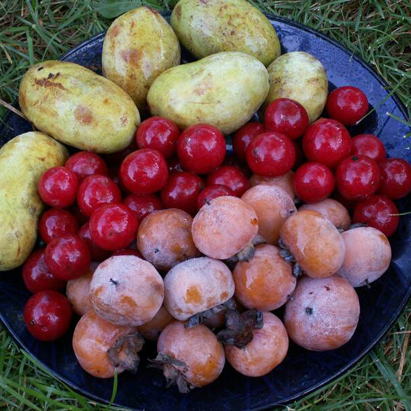 A variety of fruit on a plate A variety of fruit on a plate
