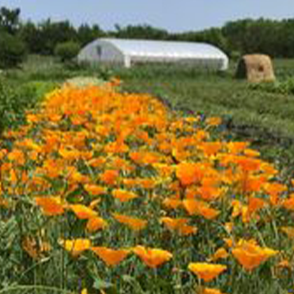A field of orange flowers in front of a large greenhouse structure A field of orange flowers in front of a large greenhouse structure