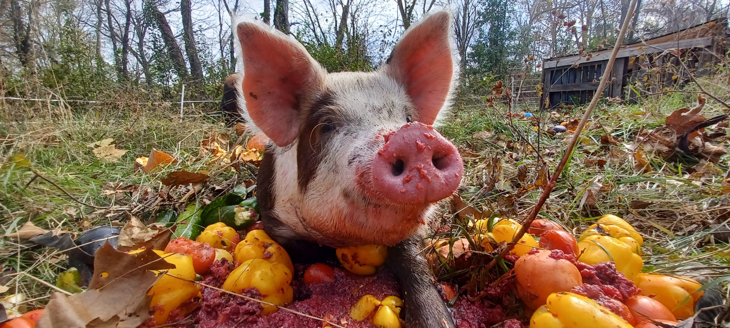 Locavore Regenerative Farm portrait or main logo